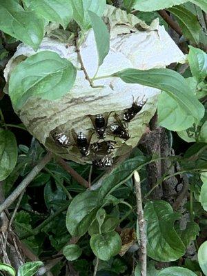 The nest and the bald faced hornets