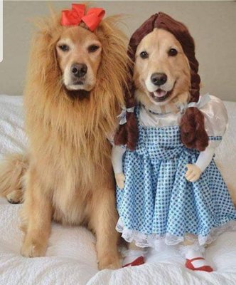 let us dress your dogs up!