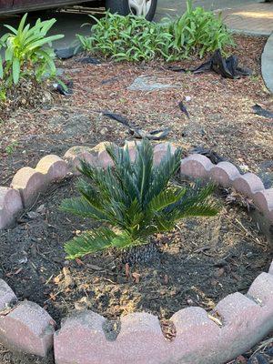 Newly planted Palm