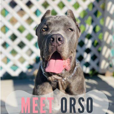 Follow me on Instagram to watch Orso's progress.