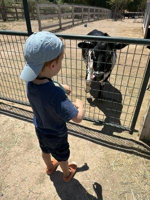 Two friendly cows - pint sized cows for the pint sized crowd.