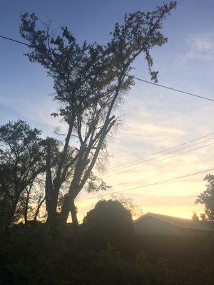 No more tree limbs over the houses or in power lines.