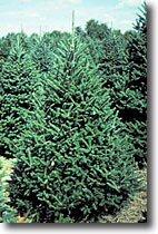 Xmas Trees 5164721370