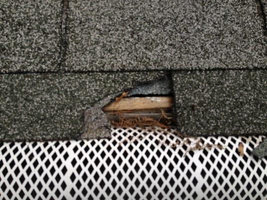 Roof damage recently found and noted while gutter cleaning. We do roof repairs and do full reroofs.