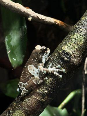 Frog in reptile den