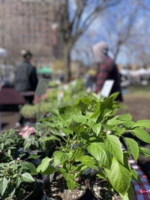 Green City Market