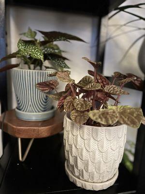 Plants: Polka Dot Begonia and Emerald Ripple Pepper