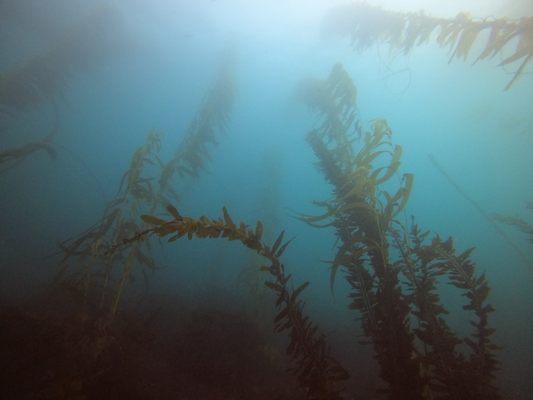 Kelp forest