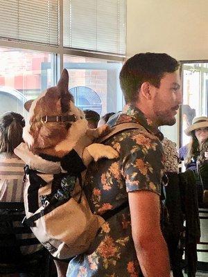 Not sure how I feel about the backpack dog