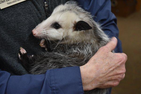 Meet some of our animal ambassadors.