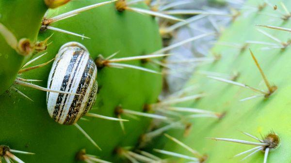 Wild escargot on opuntia occidentalis