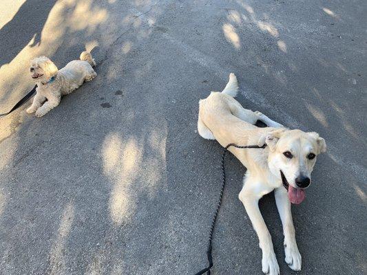 Ruffles on a down next to his brother, Buckwheat - impossible before Henry's training.