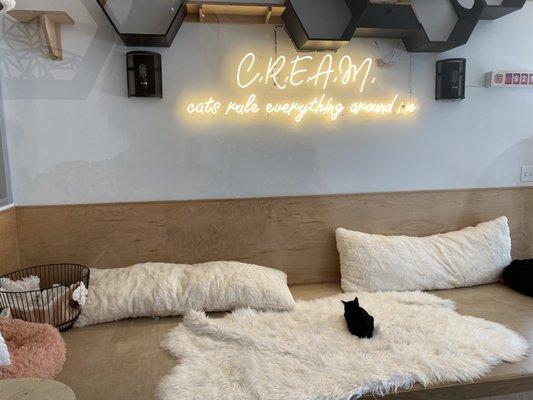 Adorable cat viewing room!