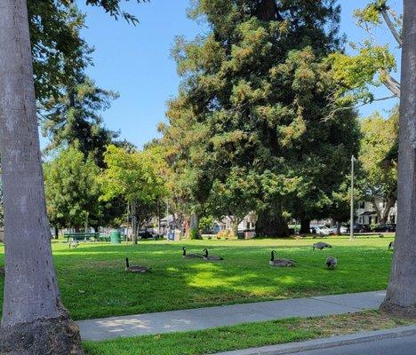 Geese enjoying the shade