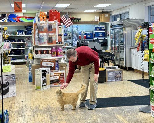 Pickles the shop cat