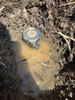 The old sprinkler that was buried instead of "moved and fixed".