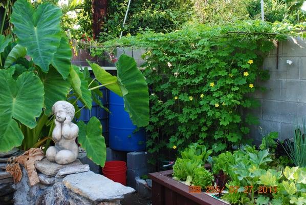 AQUAPONICS - Fish + vegetables