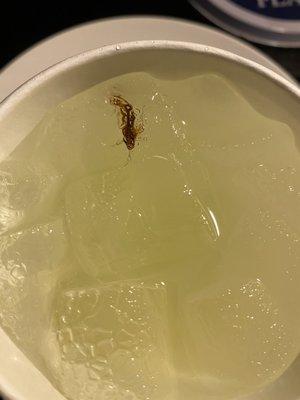 Roach in my drink