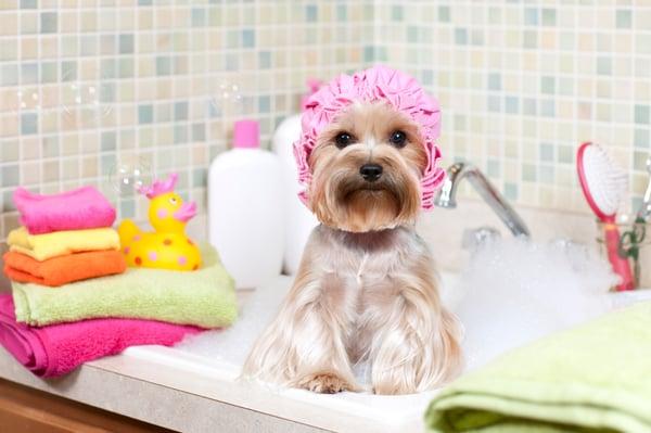 We offer dog grooming as well.