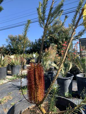 A flowering tree for sale