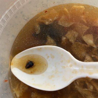 Roach inside Hot & Sour soup.