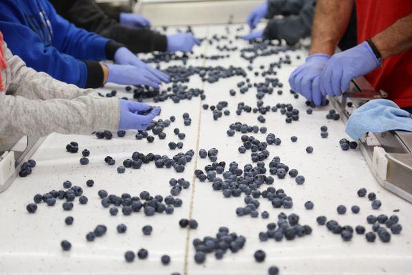 Sorting the blueberries after they have been hand picked