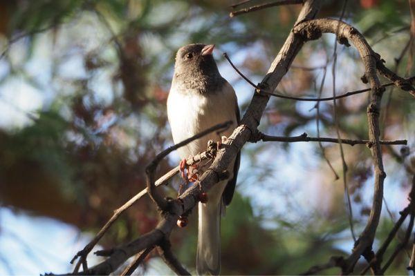 Darkeyed Junco