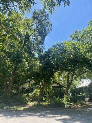 Our front yard trees with more in the backyard.