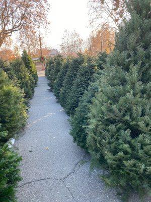 Fresh Christmas trees