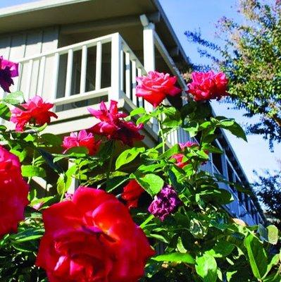 Beautiful roses at Castle Hill Apartments.