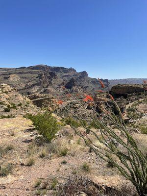 Flowers were blooming in the ocotillos