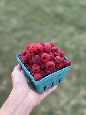 Fresh picked raspberries