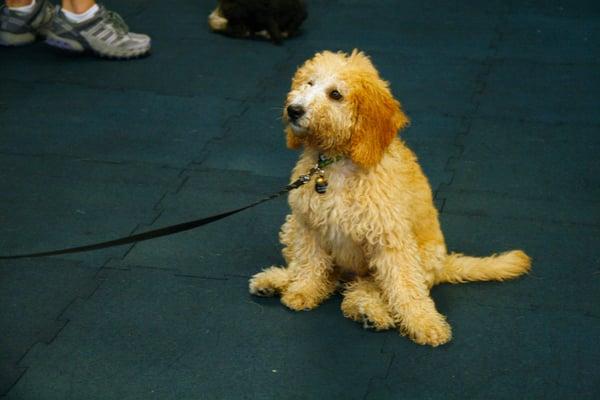 Puppy Class Sit Stay