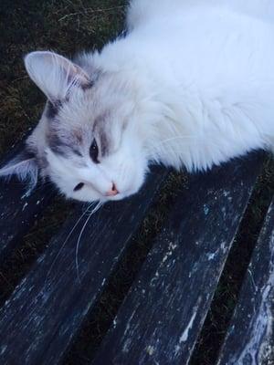 It is was 100 degrees on this particular day, I was not liking it one but. I found some shade to take a nap.