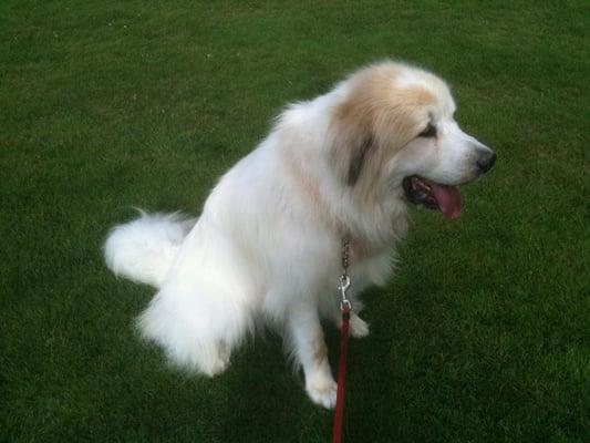 She did a beautiful job with our Great Pyrenees! :-)