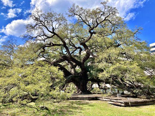 Treaty Oak Park -- Treaty Oak!