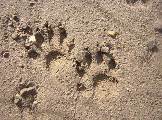 Bear tracks are typically large, with five toes and obvious claws.