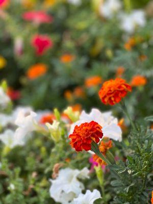 Front entrance flowers