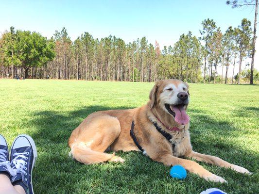 This is Paisley (almost 20lbs lighter now) enjoying the grass (without allergies) and the breeze!