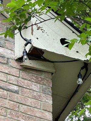 Raccoon in Attic: Hole in Roof Caused by Raccoons!