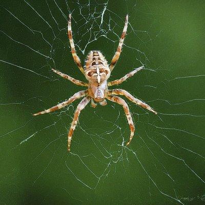 Spider in web.