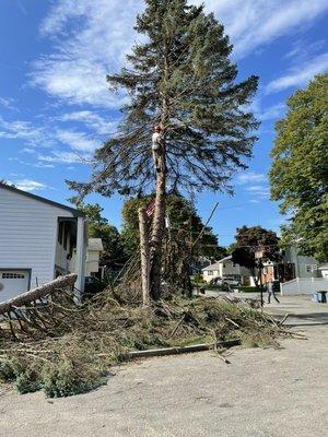 Liebermann Tree Service