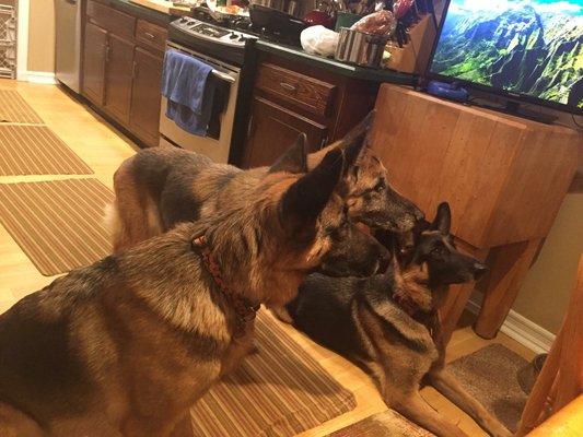 3 German Shepherds