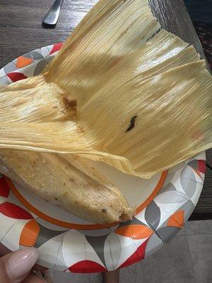 BUG in tamales