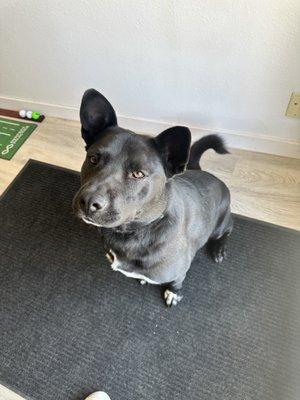 The office pup, he likes butt scratches. 
If you're allergic, I will happily put him away for you.