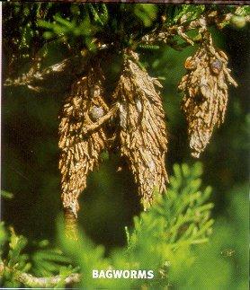 bag worms