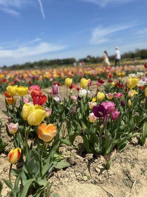 Tulip festival