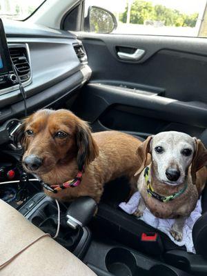 My pups waiting for their pup cups like good girls