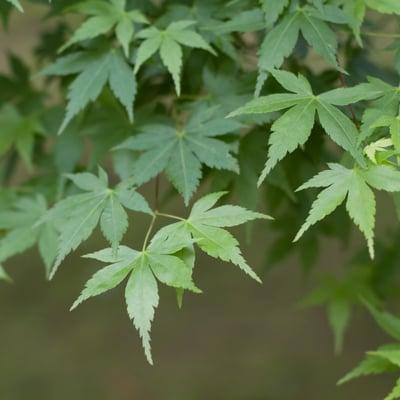 Japanese maple leaves. Earth element..