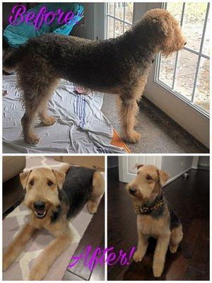 The Tailored Tail transformed my shaggy dog into a well trimmed little lady!!